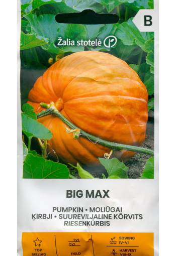 Pumpkin "Big Max"