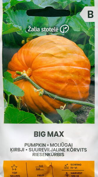 Jättikurpitsa "Big Max"