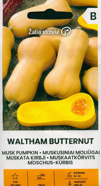 Musk pumpkin "Waltham Butternut"