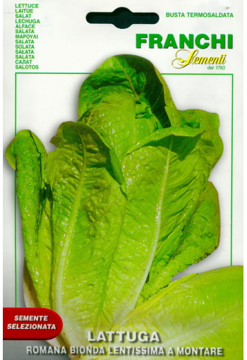 Cos lettuce "Bionda Lentissima a Montare" (romaine lettuce)