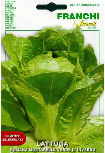 Cos lettuce "Romana Mortarella verde d Inverno" (Roman lettuce)