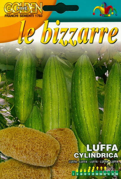 Sponge gourd (luffa, smooth loofah)