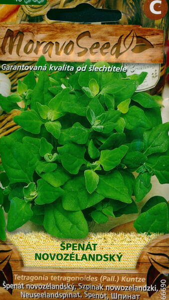 New Zealand Spinach