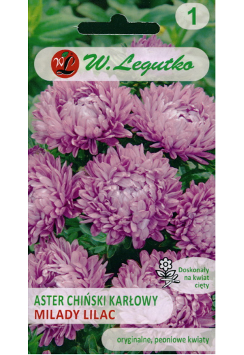 Aster "Milady Lilac"