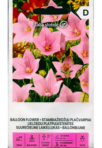 Balloon flower "Pink Petal"