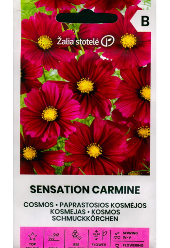 Cosmos "Sensation Carmine"