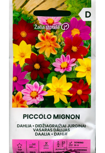 Dahlia "Mignon" (mix)