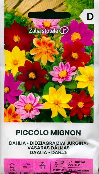 Dahlia "Mignon" (mix)