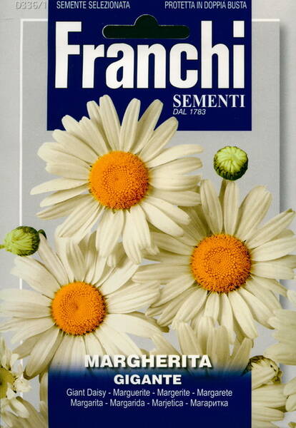 Leucanthemum major «Géant»