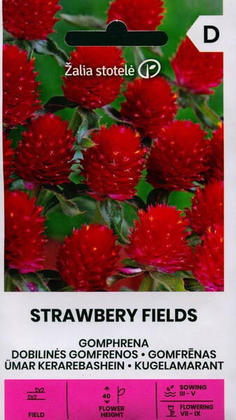 Globe amaranth "Strawberry fields" (Bachelor's button)