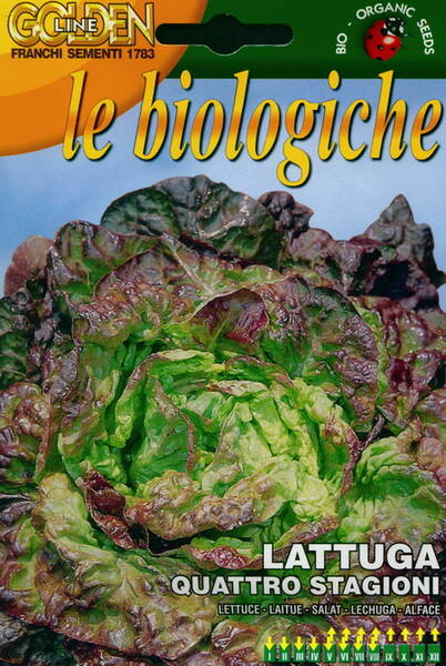 Lettuce- head "Quattro Stagioni"