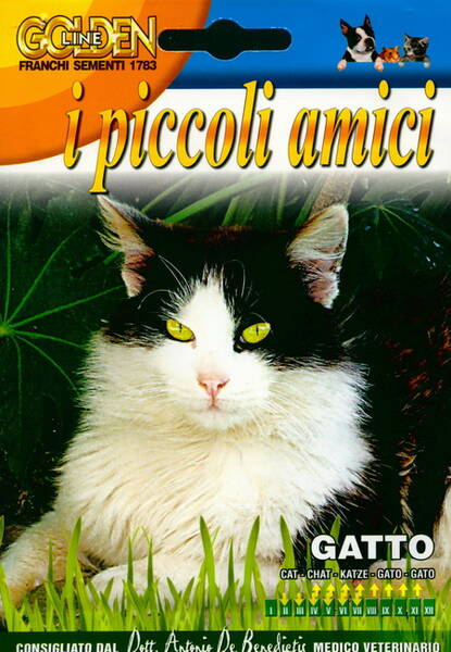 Catmint "Gatto"