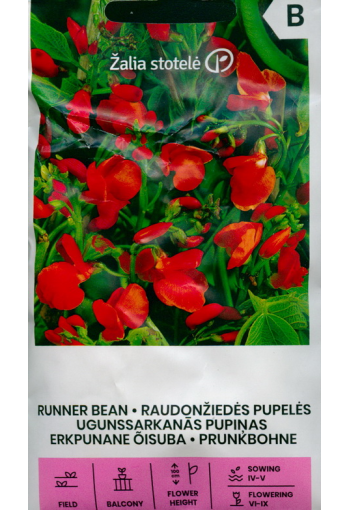 Feuerbohne (Scarlet runner bean)