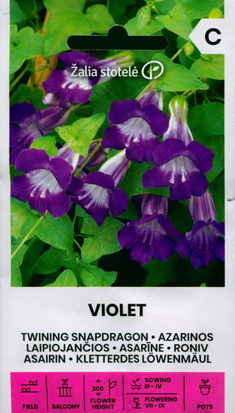 Asariin roniv "Violet"