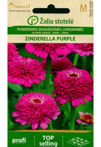 Цинния скабиозоцветковая "Пурпурная Золушка"