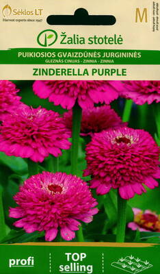 Tsinnia "Cinderella Purple"