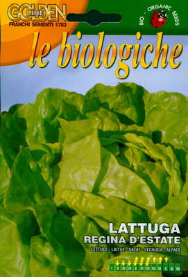 Crisphead lettuce "Regina d Estate 2"