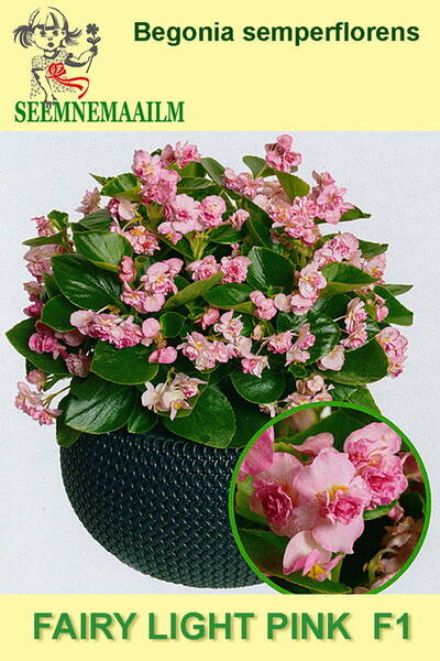 Isbegonia "Fairy Pink" F1