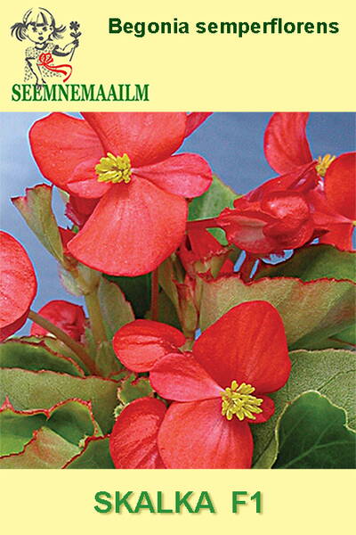 Kesäbegonia "Skalka" F1