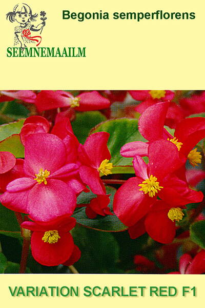 Isbegonia "Variace" F1 Scarlet Red