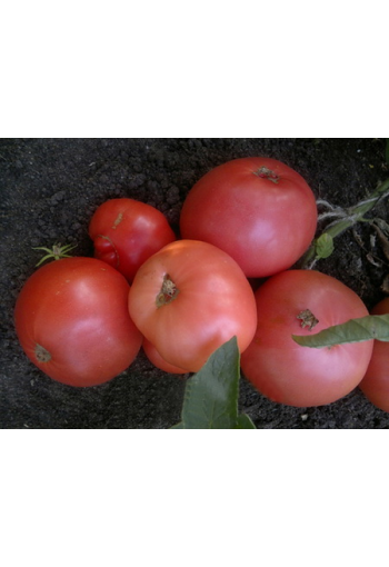 Tomato "Dikaja Roza"