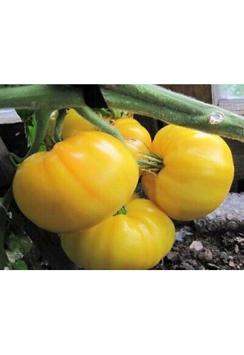 Tomaatti "Medvežja Lapa Keltainen"