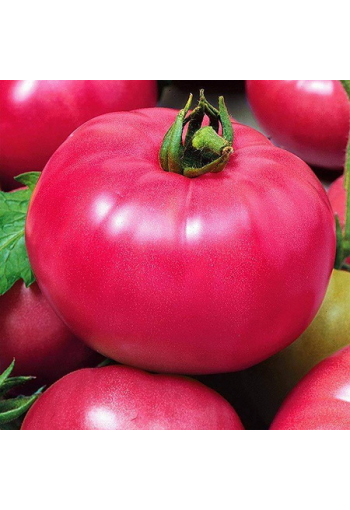 Tomaatti "Bijsky Rozan"