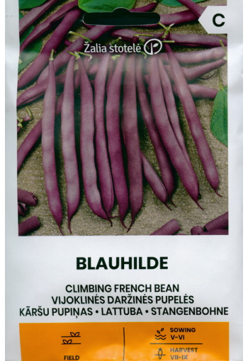 Climbing french bean "Blauhilde"