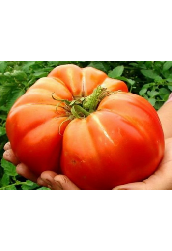 Tomaatti "Gordost Sibiri"
