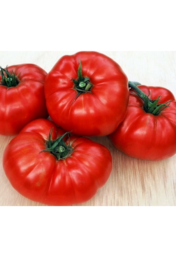 Tomat "Medvežja Lapa  Röd "