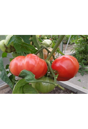 Tomaatti "Medvežja Lapa Vaaleanpunainen"