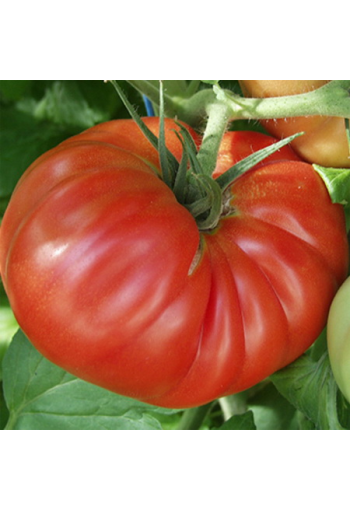 Tomato "Shuntuksky Velikan"