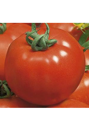 Tomato "Zdorovjak"