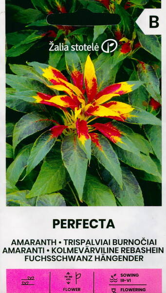 Papegojamarant "Perfecta"