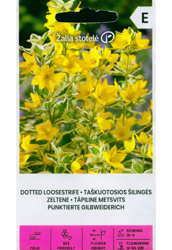 Dotted loosestrife "Golden Yellow"