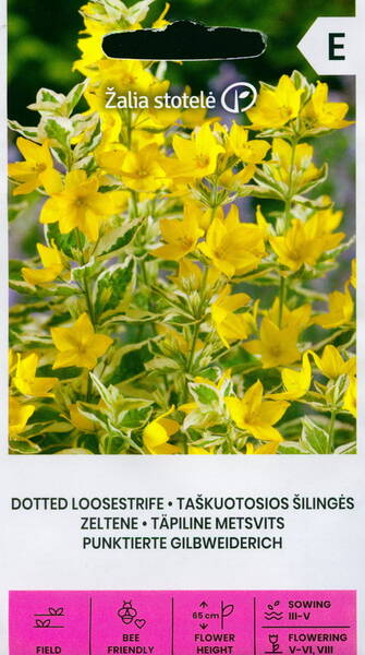 Dotted loosestrife "Golden Yellow"