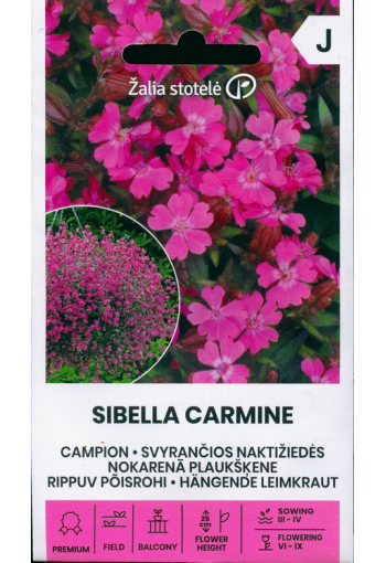 Põisrohi rippuv "Sibella Carmine"