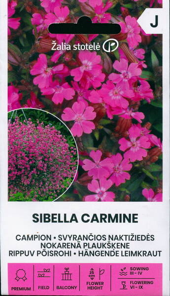 Põisrohi rippuv "Sibella Carmine"