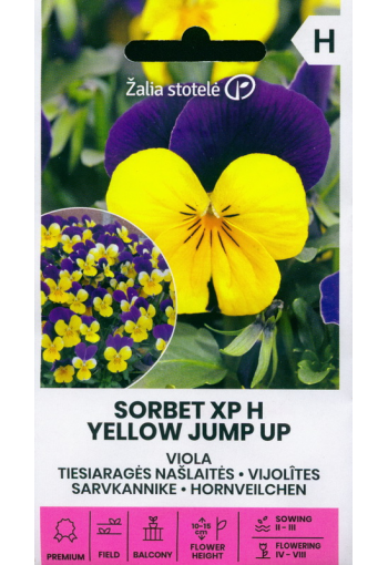 Horned pansy "Sorbet XP Yellow Jump" F1