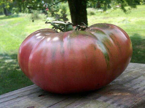 Tomato "Negrillo de Almoguera"