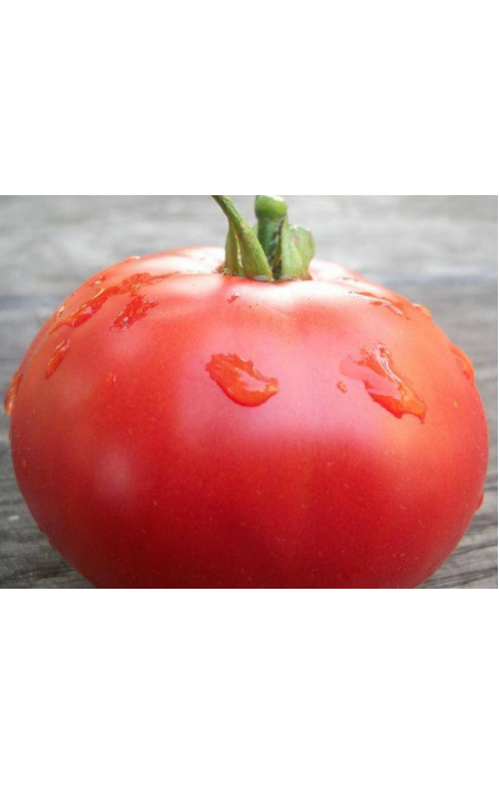 Tomato Ruby