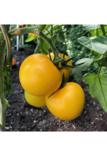 Tomato "Amish Yellow Giant"