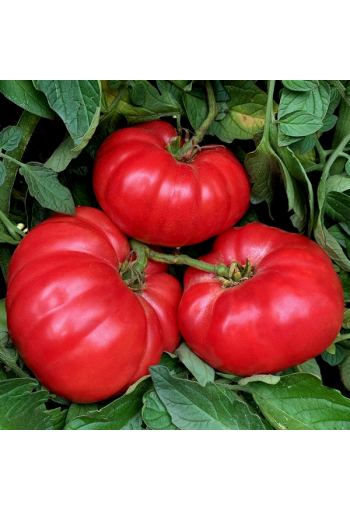 Tomaatti "Ispolin Red"