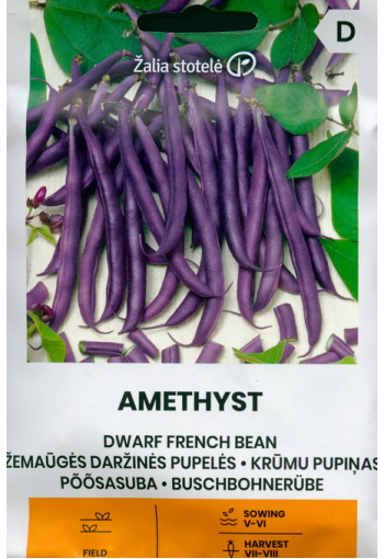 French bean dwarf "Amethyst"