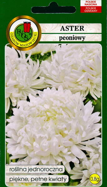 Aster "White"