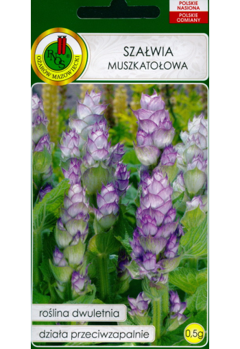 Clary sage "Supermuscat" (Muscatel sage, clarry)