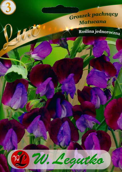 Sweetpea "Matucana"