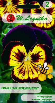 Garden pansy "Violet with yellow centre"