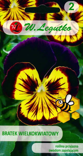 Kannike "Violet with yellow centre"