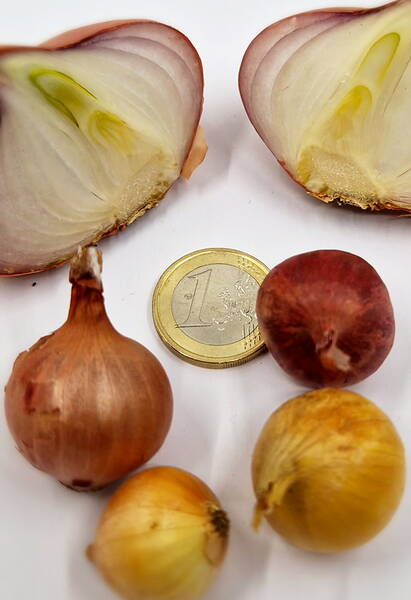 Лук "Причудский" (севок)